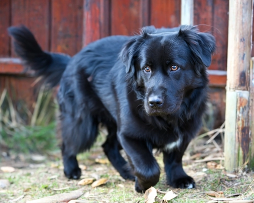 Playful Black Dog