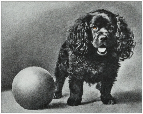 Playful Black Dog