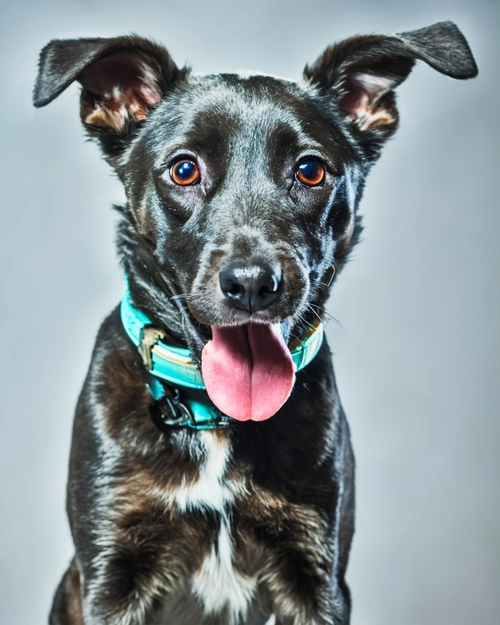 Playful Black Dog
