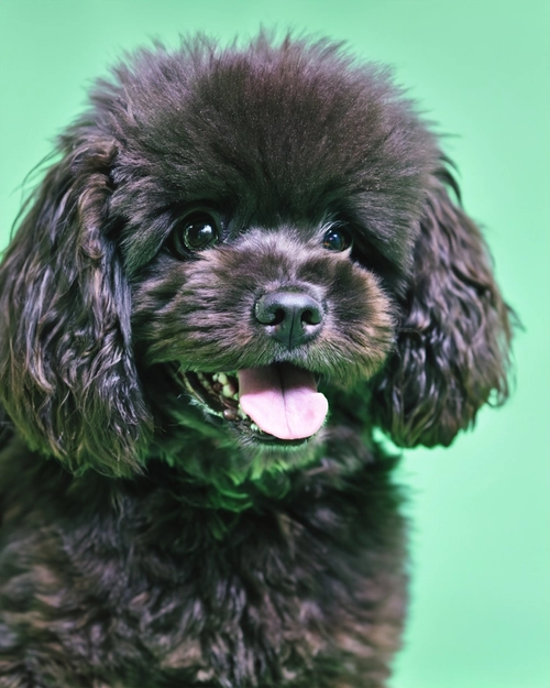 Playful Brown Dog