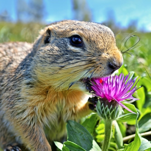 Prairie Dog with Flower