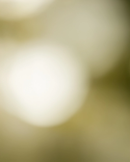 Soft Focus Background