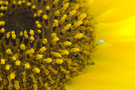 Sunflower macros 2
