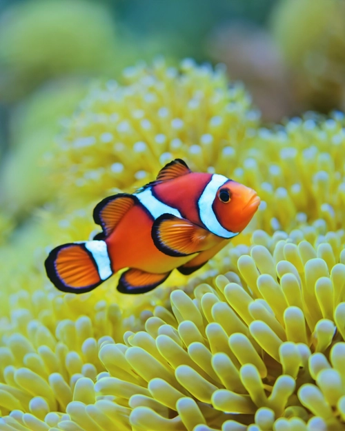 Vibrant Clownfish Beauty