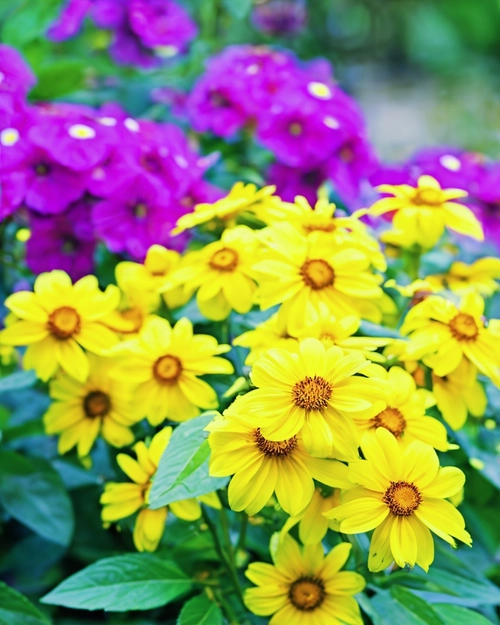 Vibrant Flower Display