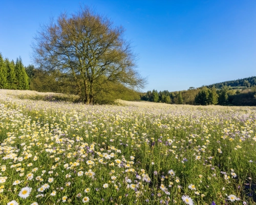 Vibrant Flower Field