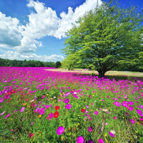 Vibrant Flower Field