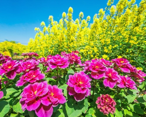 Vibrant Flower Garden
