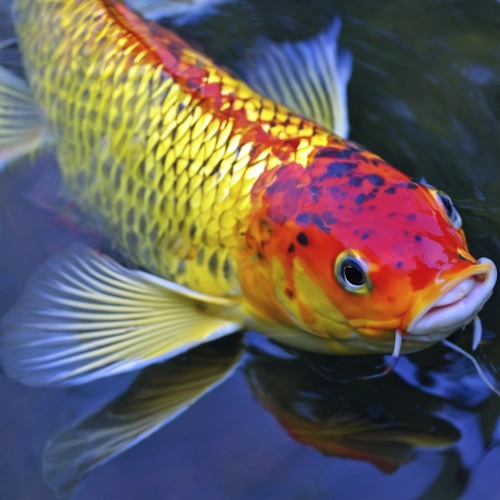 Vibrant Koi Fish