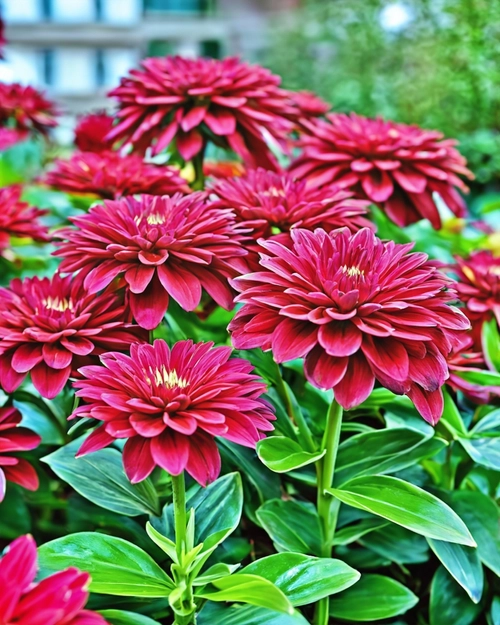Vibrant Red Flower Blooms