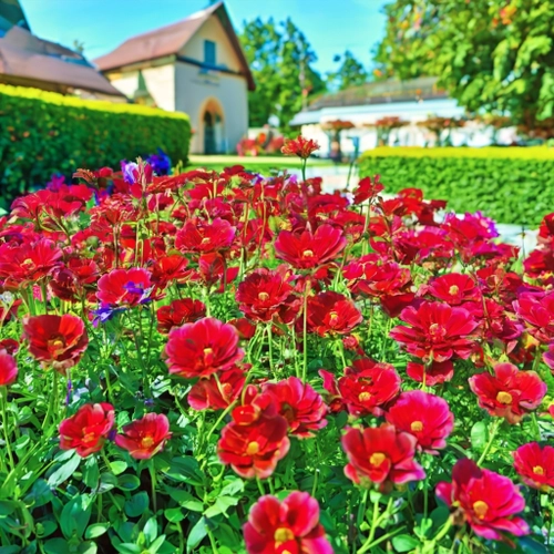 Vibrant Red Flower Garden
