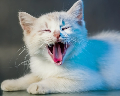 Yawning Playful Cat