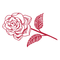 Romantic Red Rose Floral PNG